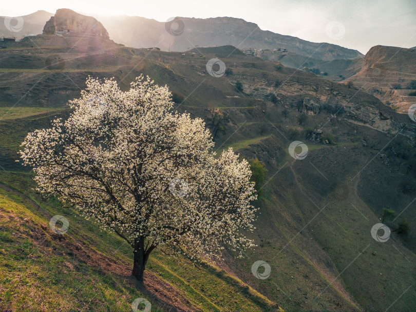 Скачать Естественный фон с цветущим фруктовым деревом весной на горном склоне в лучах солнечного света. Цветущая дикая яблоня на гребне скалистых гор. фотосток Ozero