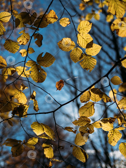Скачать Золотые осенние листья и ветви на фоне голубого неба. Осенние сезонные изменения в природе. Смотрю вверх. фотосток Ozero