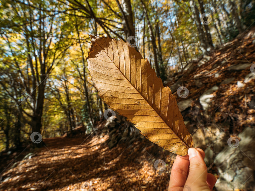 Скачать Рука, держащая желтый лист каштана на фоне осеннего леса. фотосток Ozero