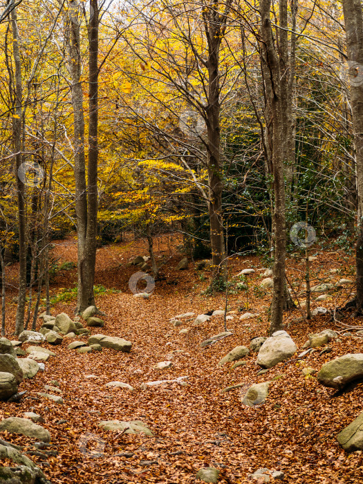 Скачать Осенний пейзаж с красивыми разноцветными деревьями в лесу. Чудесный живописный фон. фотосток Ozero