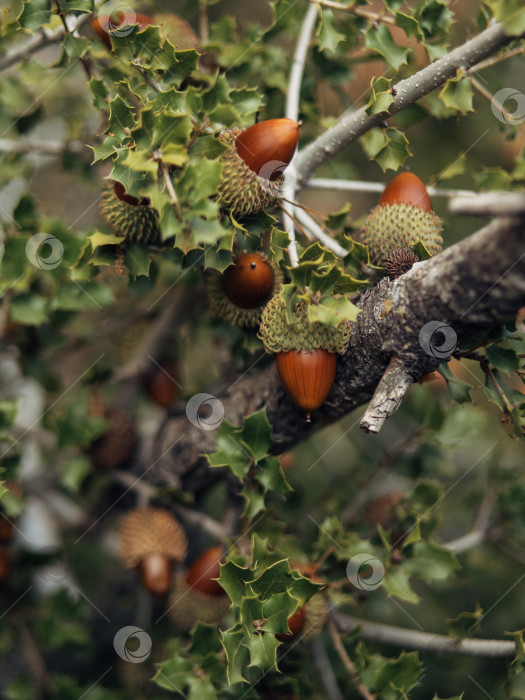 Скачать Плоды желудей. Крупным планом плоды желудей на дубово-ореховом дереве фотосток Ozero