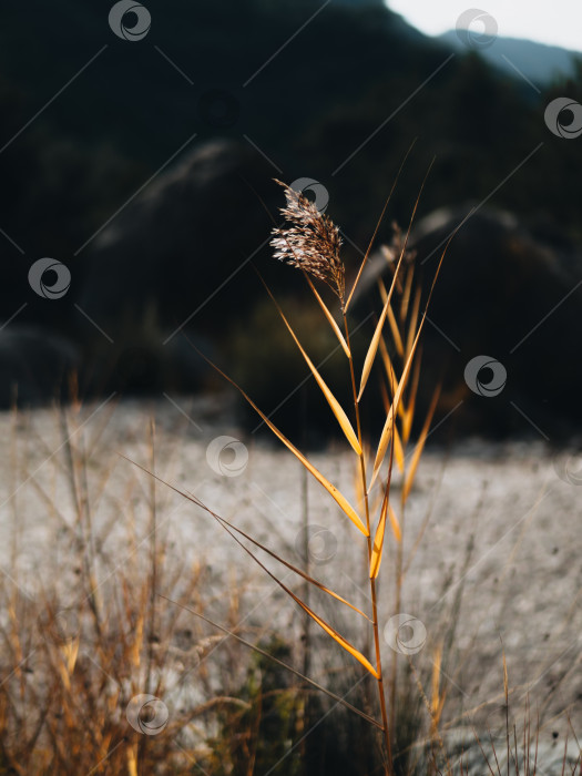 Скачать Обыкновенный золотистый тростниковый кустарник с солнечными лучами, проходящими через семена и листья фотосток Ozero