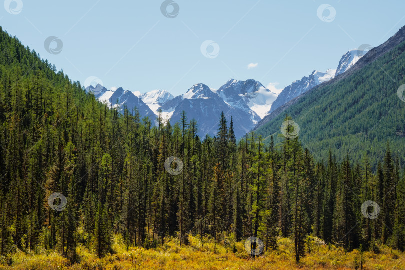 Скачать Минималистский атмосферный горный пейзаж с большой заснеженной горной вершиной над альпийским зеленым лесом. Яркий пейзаж с большой горной вершиной с ледником за зелеными верхушками елей в солнечный день. фотосток Ozero