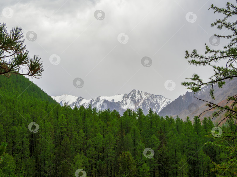 Скачать Белые горные вершины возвышаются над кедровым лесом сквозь хвойные ветви. Потрясающий минималистичный пейзаж с ледником на скалах. фотосток Ozero