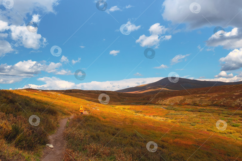 Скачать Одинокий путешественник в желтом плаще на тропе.Панорамный красочный пейзаж с пешеходной дорожкой вдоль водных потоков в долине в осенних красках с видом на осенние горы и скалы в лучах золотого солнца. фотосток Ozero