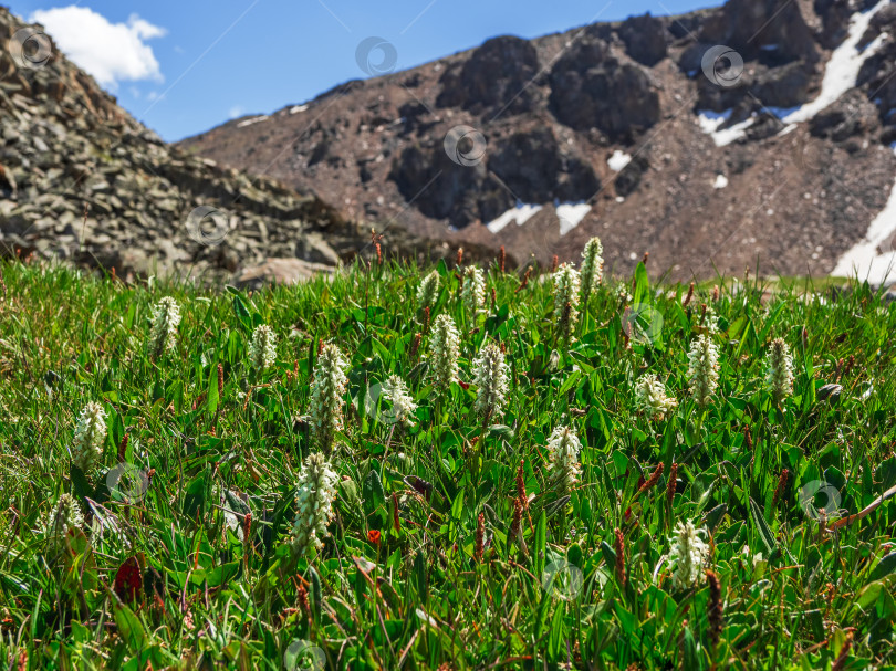 Скачать Природа Горного Алтая: Salix Arctica (арктическая ива). Цветущая арктическая ива. Растения, растущие в тундре в Арктике. Полевые цветы Заполярья. фотосток Ozero