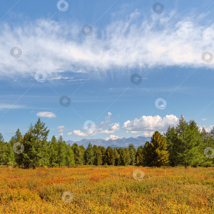 Скачать Живописный зеленый пейзаж с залитым летним солнцем холмом карликовой березы под облаками в голубом небе. Красочный альпийский пейзаж с травой и цветами в солнечном свете при переменчивой погоде. Вид на площадь. фотосток Ozero