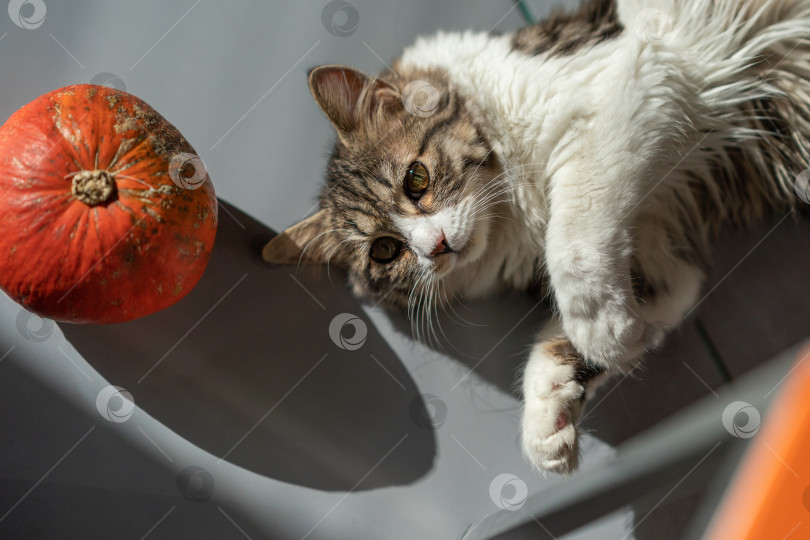 Скачать Портрет кошки, лежащей на полу рядом с тыквой фотосток Ozero