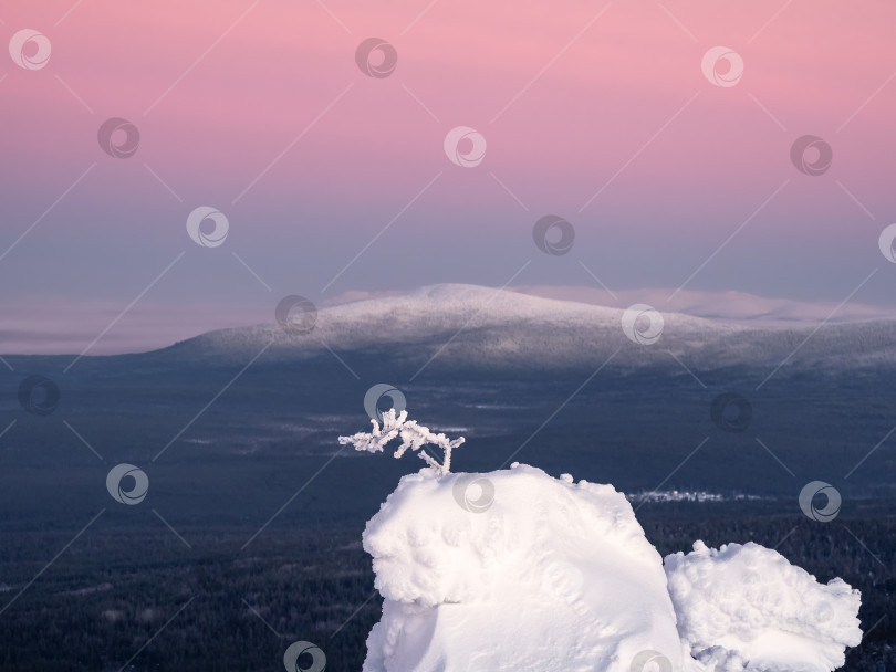 Скачать Удивительный дзенский вид с заснеженной веткой на фоне конического холма с насыщенно-фиолетовым утренним небом. Удивительный холодный розовый рассвет над заснеженным зимним холмом. Мистическая арктическая сказка. фотосток Ozero