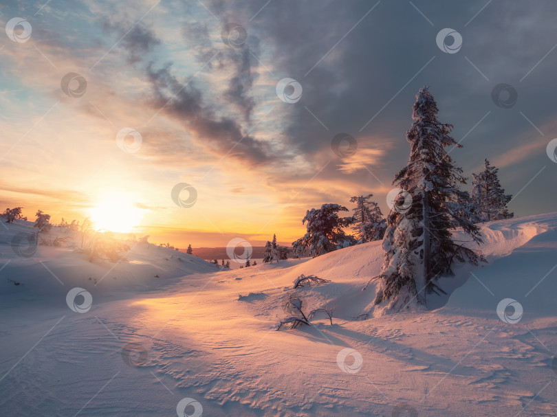 Скачать Удивительный рассветный пейзаж с зимним полярным лесом и ярким солнечным светом. Восход солнца, закат солнца в прекрасном заснеженном лесу. Чудесная суровая природа севера на зимнем рассвете. Свет и тьма. фотосток Ozero