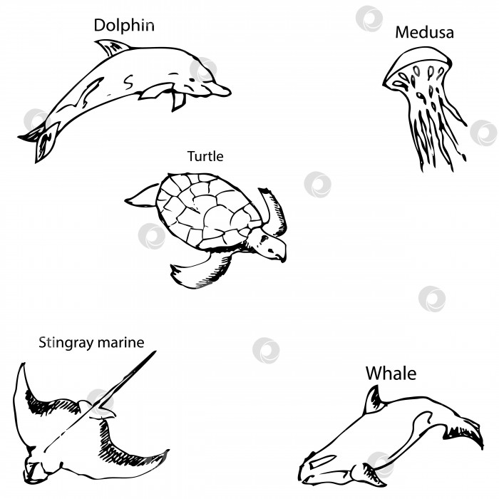 Скачать Морские обитатели с именами. Карандашный набросок от руки. фотосток Ozero