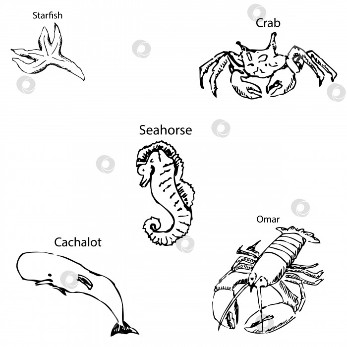 Скачать Морские обитатели с именами. Карандашный набросок от руки. фотосток Ozero