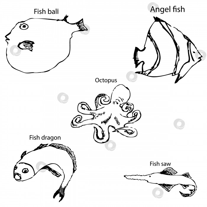 Скачать Морские обитатели с именами. Карандашный набросок от руки. фотосток Ozero