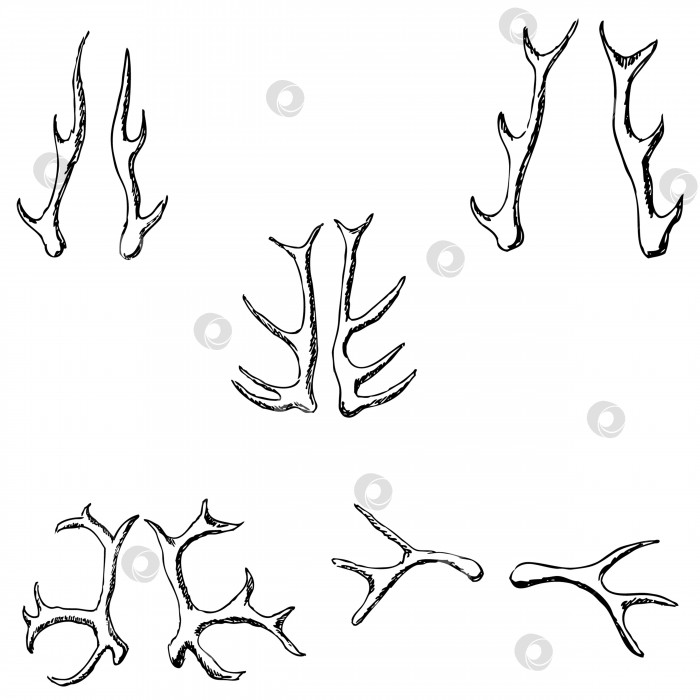 Скачать Набросок рога оленя. Рисунок карандашом от руки фотосток Ozero