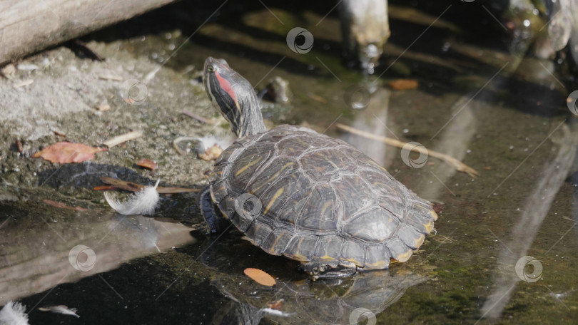 Скачать Красивая черепаха с рубиновыми ушами сидит на бревне в воде фотосток Ozero