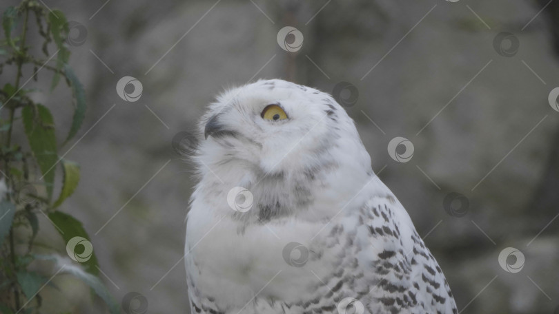 Скачать Снежная сова (Bubo scandiacus или Nyctea scandiaca) сидит на палке фотосток Ozero