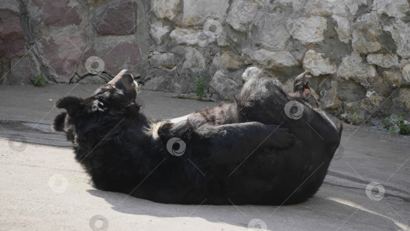 Скачать Гималайский медведь или уссурийский черный медведь (Ursus thibetanus) фотосток Ozero