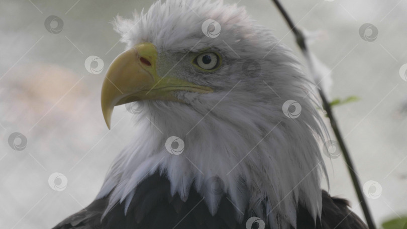 Скачать Лысоголовый орел, снятый крупным планом на размытом фоне фотосток Ozero