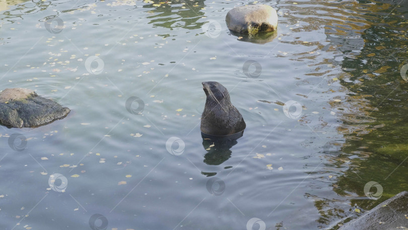 Скачать Морской котик сидит в воде и смотрит фотосток Ozero