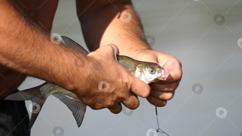 Скачать Рыбак освобождает пойманную рыбу от рыболовного крючка фотосток Ozero