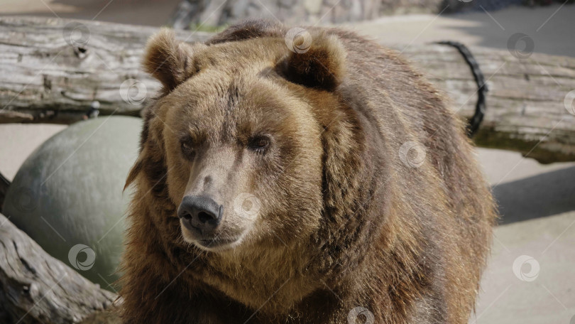 Скачать Портрет бурого медведя (Ursus arctos) на охоте фотосток Ozero