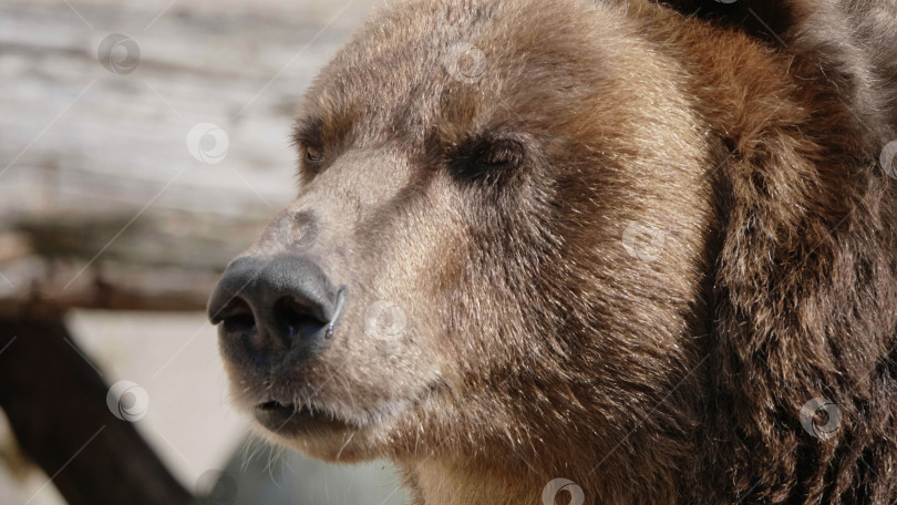 Скачать Портрет бурого медведя (Ursus arctos) на охоте фотосток Ozero