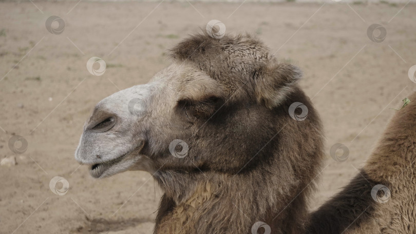 Скачать Портрет грациозного двугорбого верблюда, отдыхающего в тени фотосток Ozero