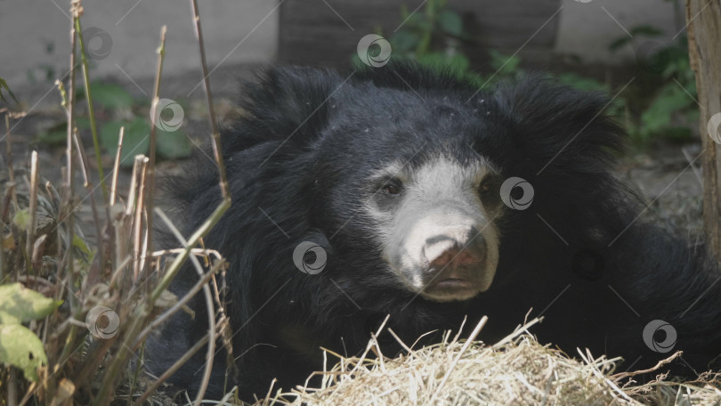 Скачать Медведь гризли или черный медведь (Ursus thibetanus) фотосток Ozero