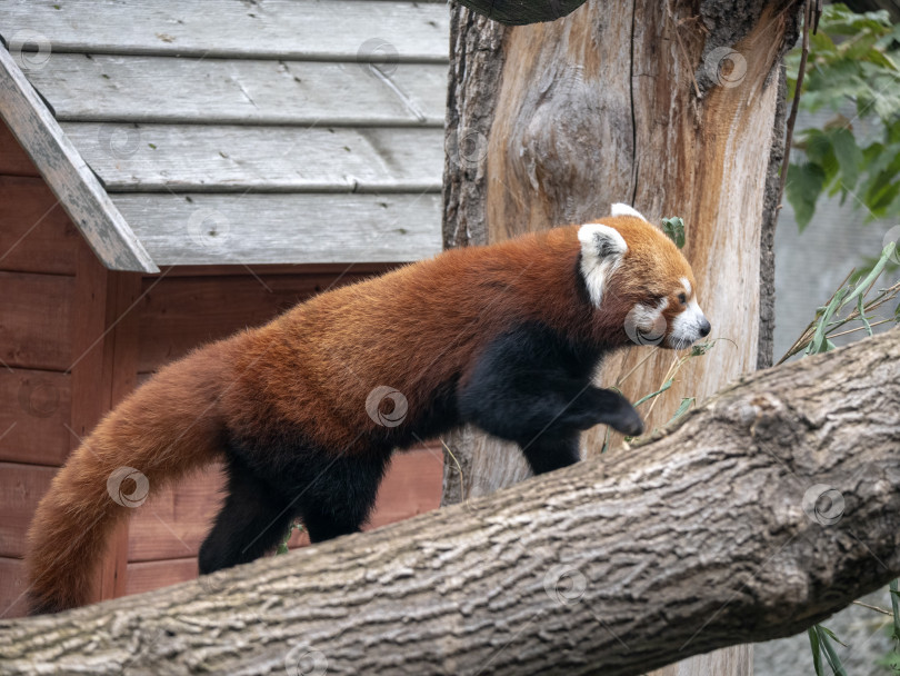 Скачать Красная панда, Firefox или Малая панда Ailurus fulgens на дереве фотосток Ozero