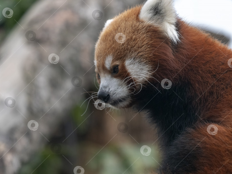 Скачать Красная панда, Firefox или Малая панда Ailurus fulgens на дереве фотосток Ozero