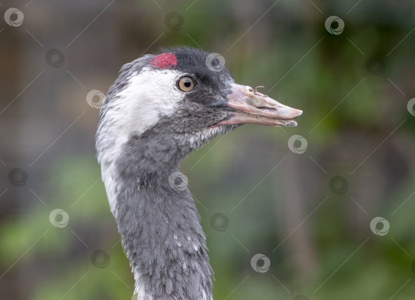 Скачать Портрет журавля с красной короной крупным планом Grus japonensis, также называемого японским журавлем фотосток Ozero