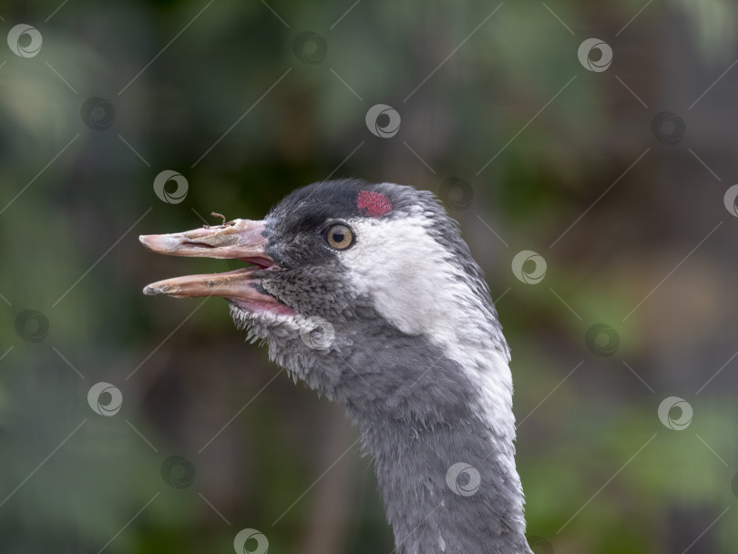 Скачать Портрет журавля с красной короной крупным планом Grus japonensis, также называемого японским журавлем фотосток Ozero