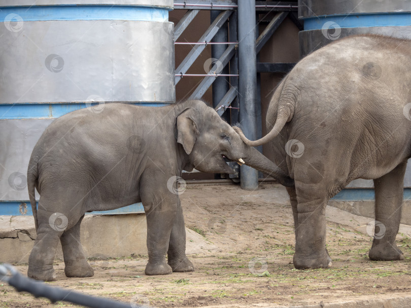 Скачать Мать и детеныш дикого азиатского слона прогуливаются фотосток Ozero