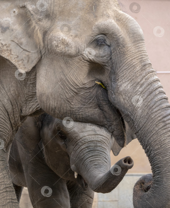 Скачать Мать и детеныш дикого азиатского слона прогуливаются фотосток Ozero