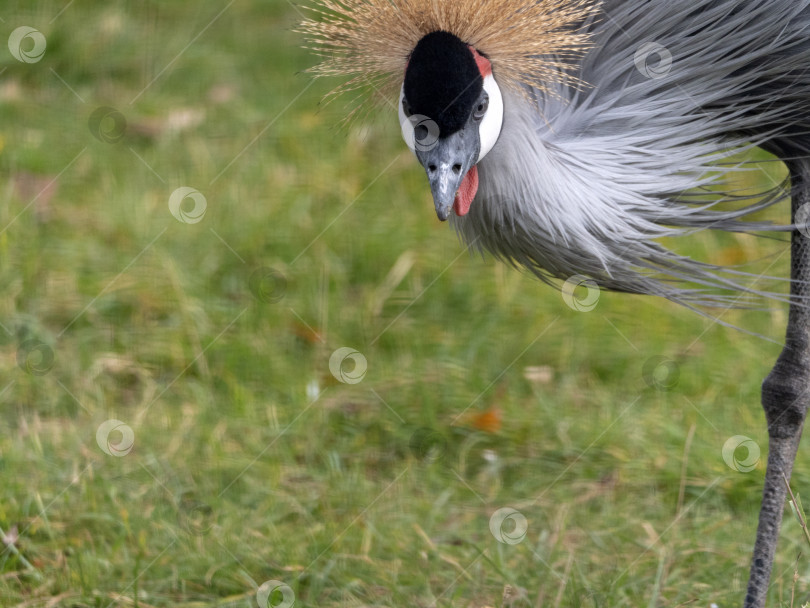 Скачать Красивая птица, серый венценосный журавль с голубым глазом и красной бородкой фотосток Ozero