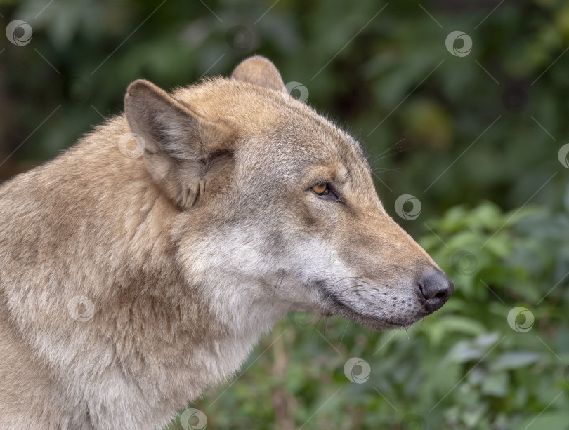 Скачать Портрет серого волка Canis lupus - животное в неволе фотосток Ozero