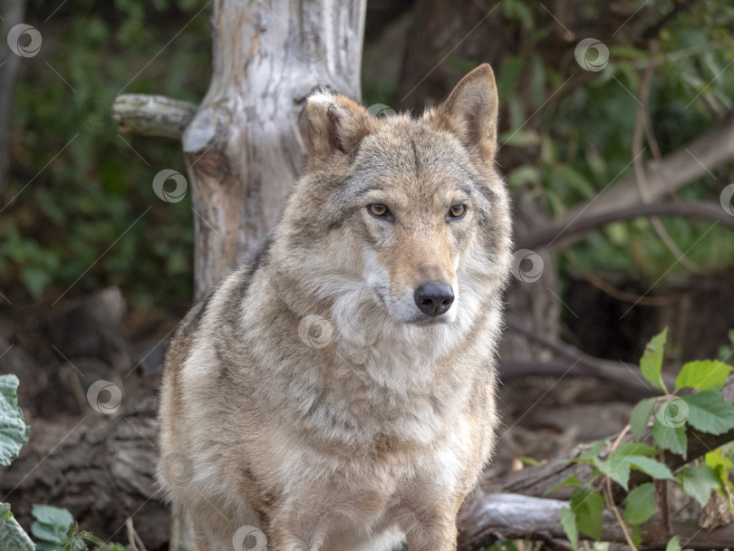 Скачать Портрет серого волка Canis lupus - животное в неволе фотосток Ozero