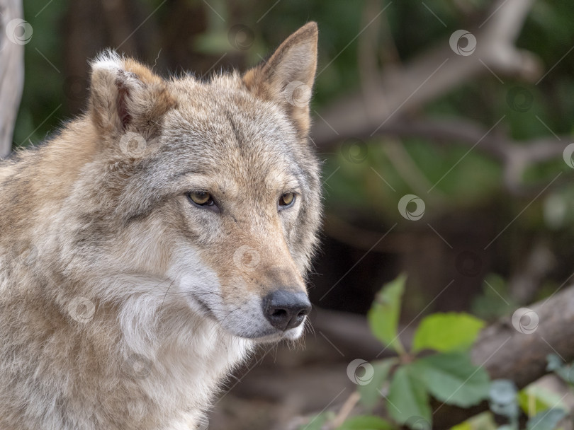 Скачать Портрет серого волка Canis lupus - животное в неволе фотосток Ozero