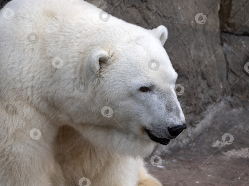 Скачать Белый медведь Ursus Maritimus в солнечный день фотосток Ozero