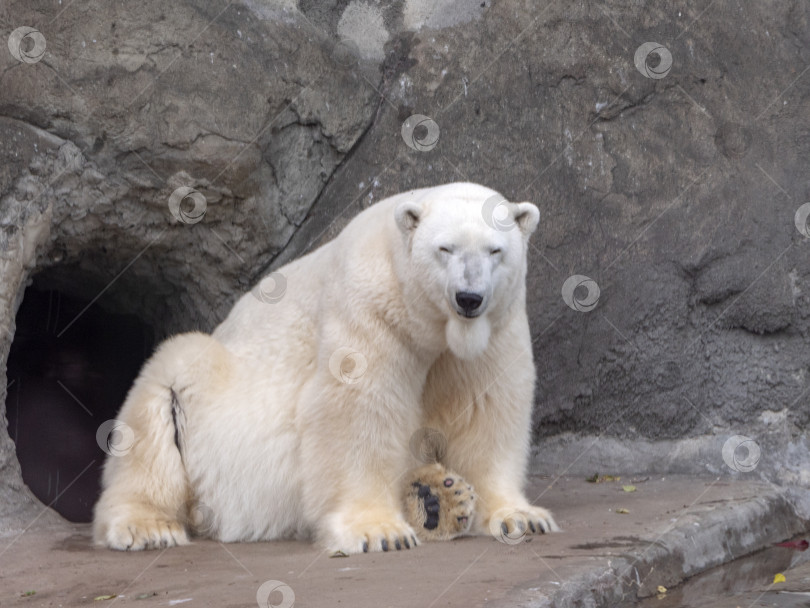 Скачать Белый медведь Ursus Maritimus в солнечный день фотосток Ozero