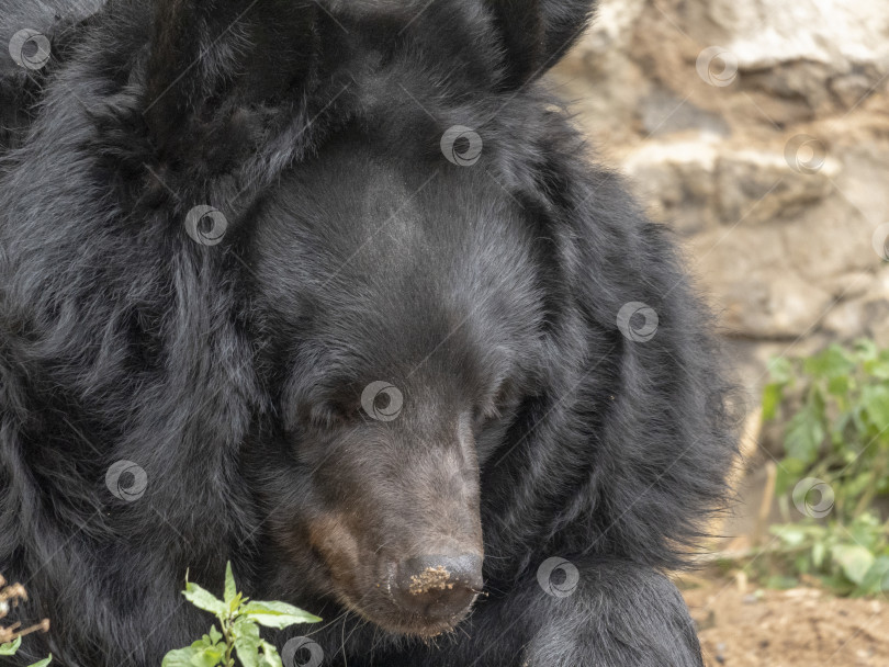 Скачать Гималайский медведь или уссурийский черный медведь Ursus thibetanus фотосток Ozero