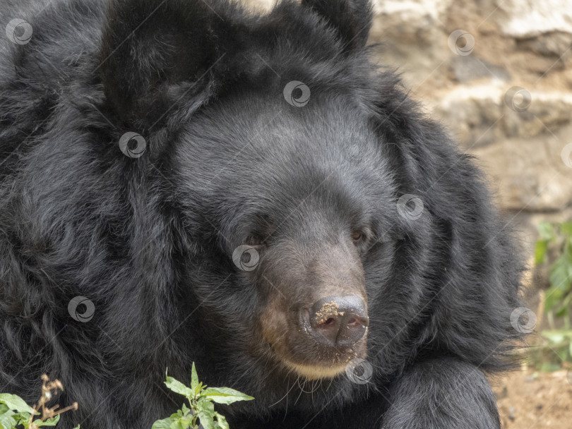 Скачать Гималайский медведь или уссурийский черный медведь Ursus thibetanus фотосток Ozero