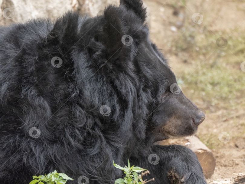 Скачать Гималайский медведь или уссурийский черный медведь Ursus thibetanus фотосток Ozero