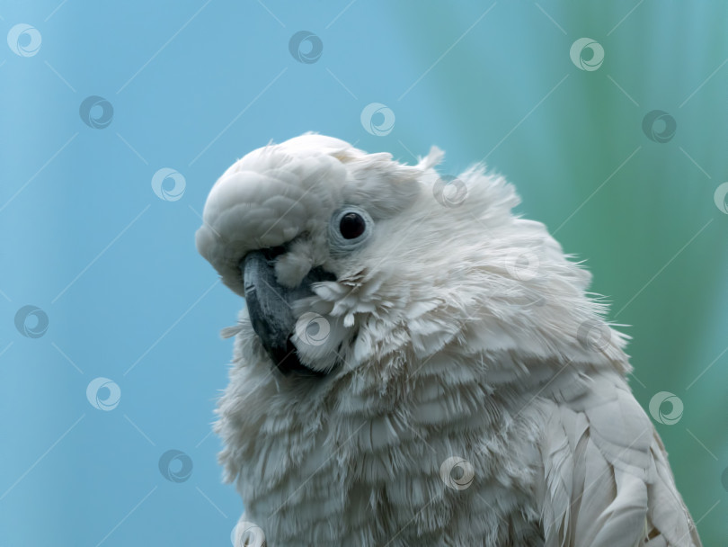 Скачать Большой белый попугай какаду лат, сидящий на ветке фотосток Ozero