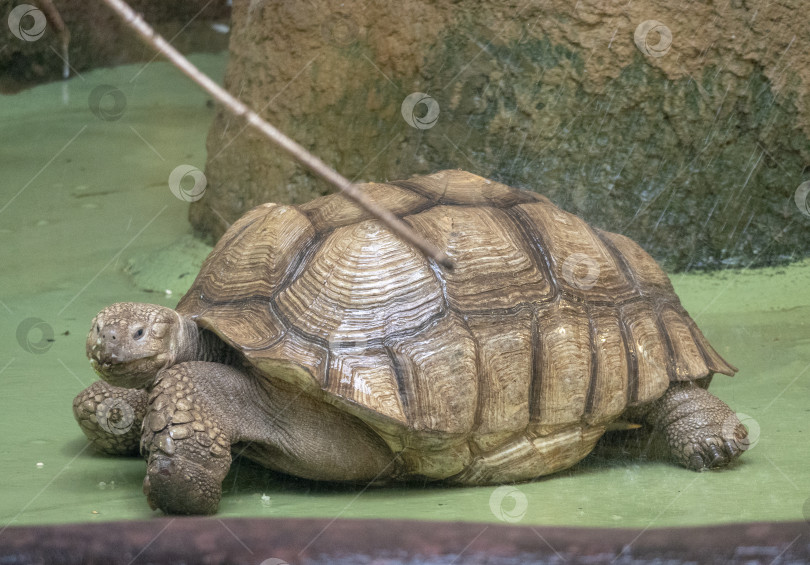 Скачать Черепаха Sulcata принимает душ из воды фотосток Ozero