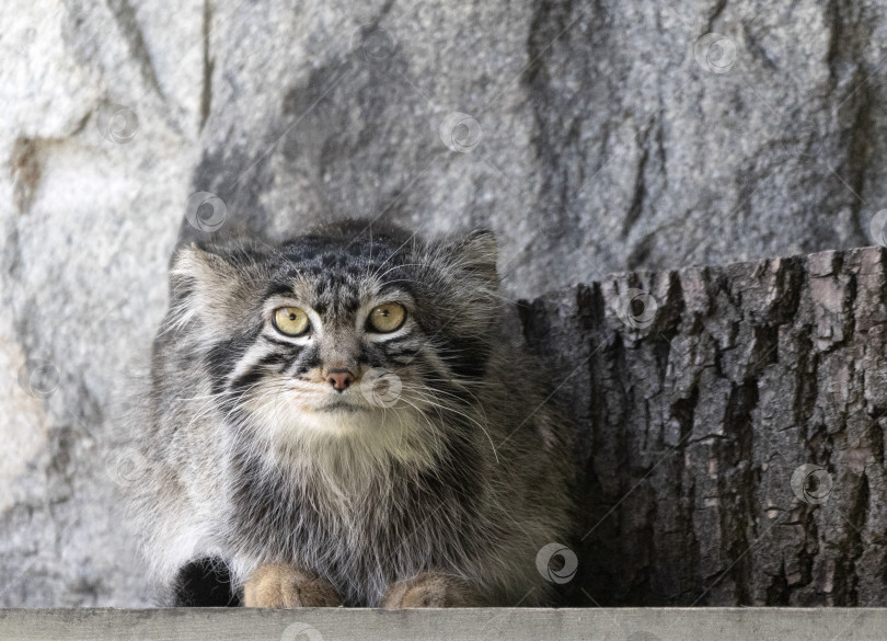 Скачать Манул - маленькая дикая кошка с широким, но фрагментарным распространением на лугах и горных степях Центральной Азии фотосток Ozero