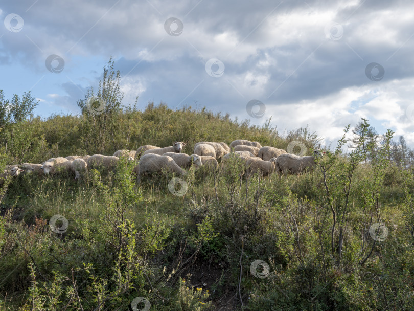 Скачать Группа овец смотрит, прогуливается и отдыхает на зеленом пастбище в горах Алтая. Сибирь, Россия фотосток Ozero