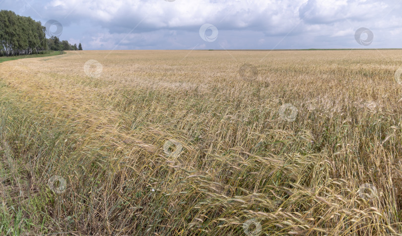 Скачать Поля пшеницы в конце лета полностью созрели фотосток Ozero