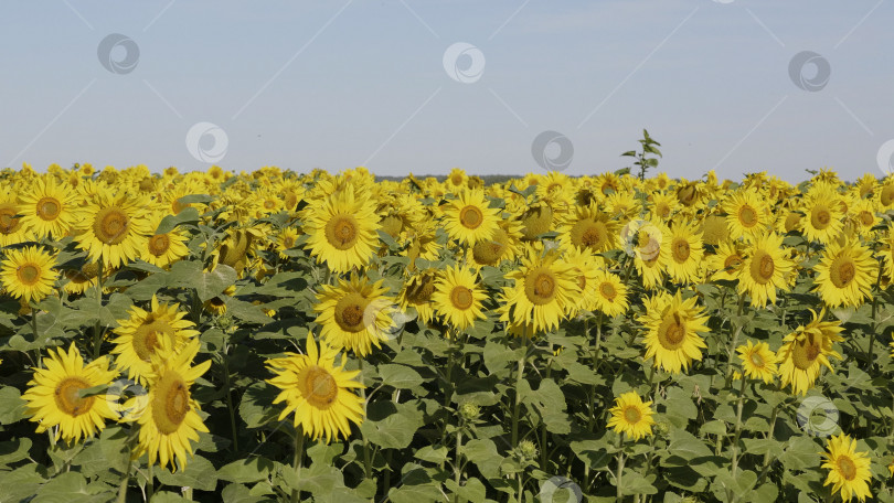 Скачать Поле цветущих подсолнухов на фоне голубого неба фотосток Ozero