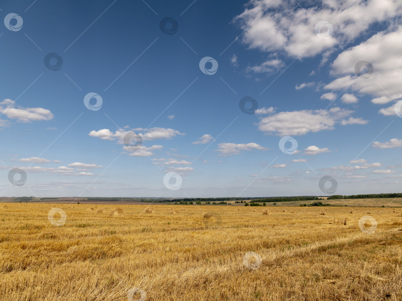 Скачать Поля пшеницы в конце лета полностью созрели фотосток Ozero